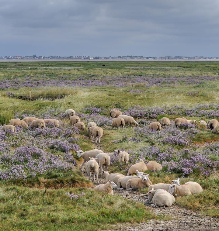 Salt marsh sheep in one of the most beautiful bays in the world