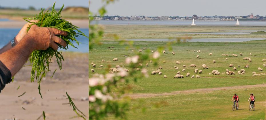 The zero carbon Baie de Somme: living better and in harmony with nature.