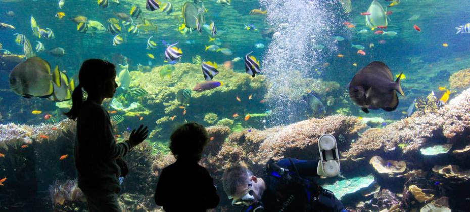 Combine fun and learning at the incredible Nausicaa aquarium