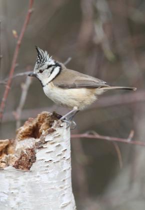 Crested Tit is common in the Somme Bay's hinterland