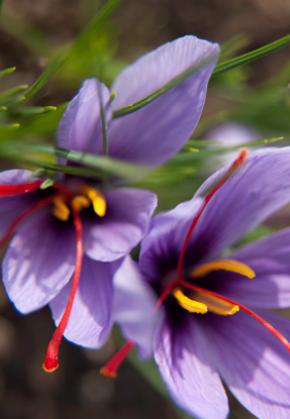 Saffron from the Somme Bay is served in gastronomic restaurants