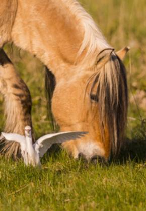 The Somme Bay's native horse, the Henson