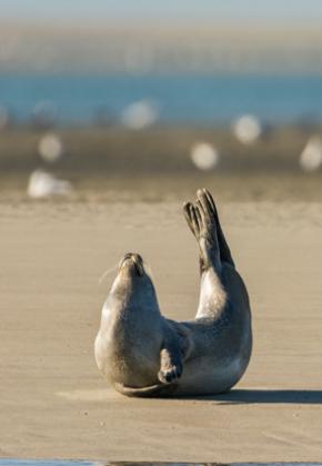 Make new friends during your Somme Bay stopover