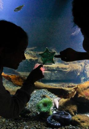 The perfect outing for learning together, Nausicaa aquarium