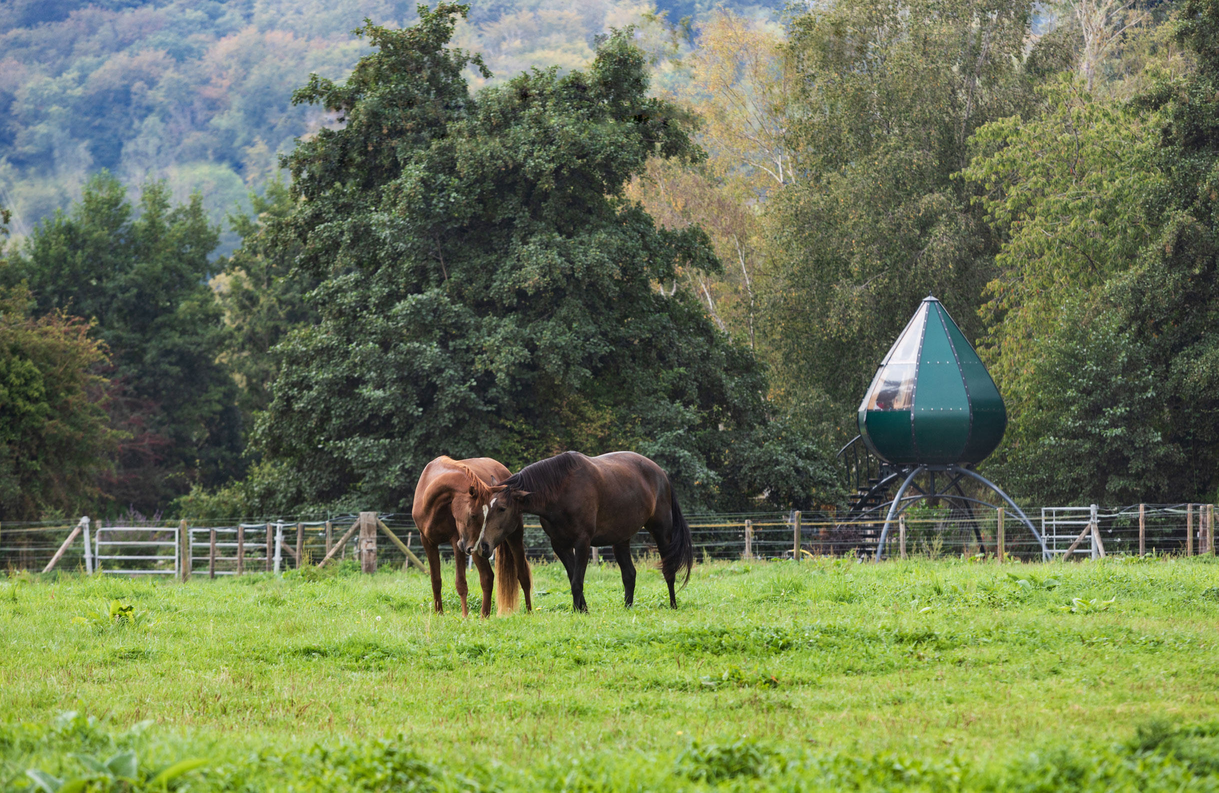 Happy horses out grazing at the Domaine du Lieu Dieu
