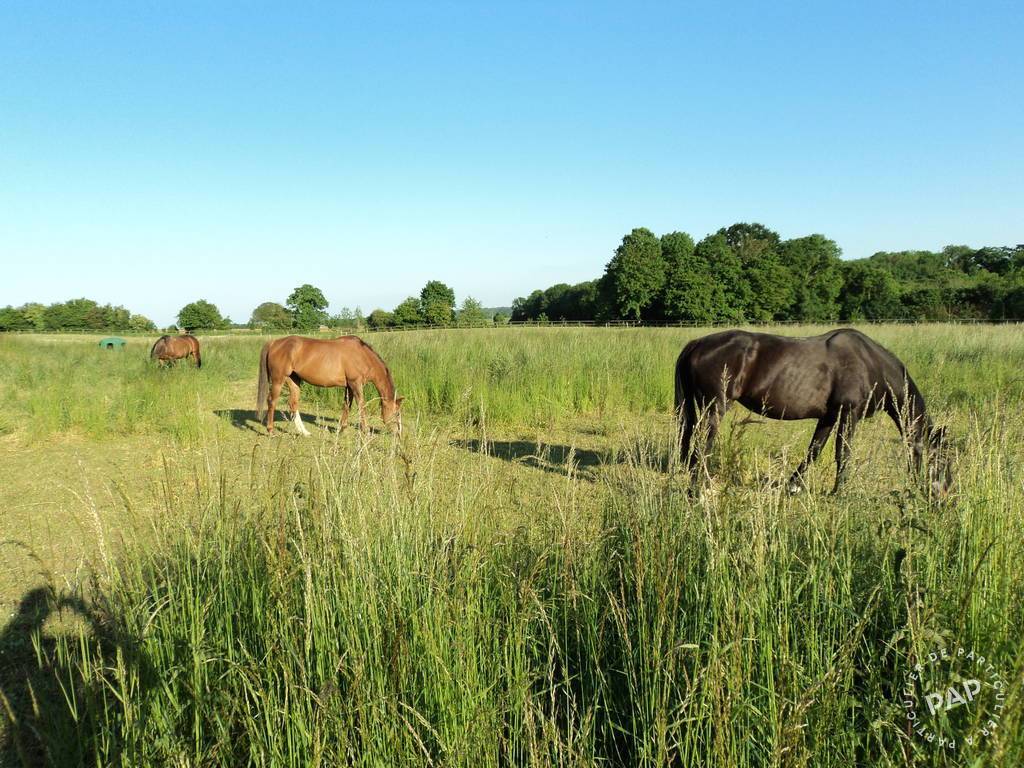 Surrounded by nature, if you love horses, you've come to the right place at Manoir de la Cour 