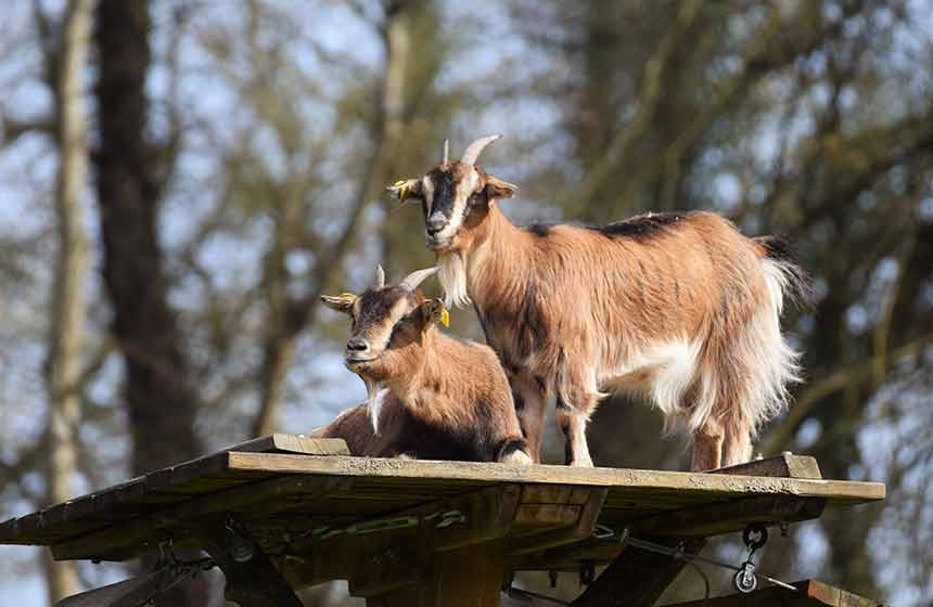 A chance for the kids to meet the kids at Cabanes de La Réserve!