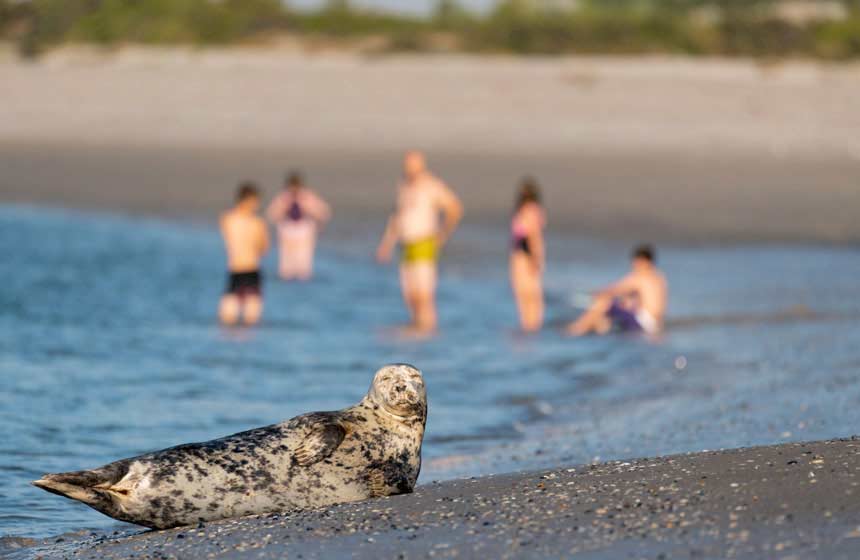 Nature at its best! The Somme bay is home to France's largest colony of harbour seals
