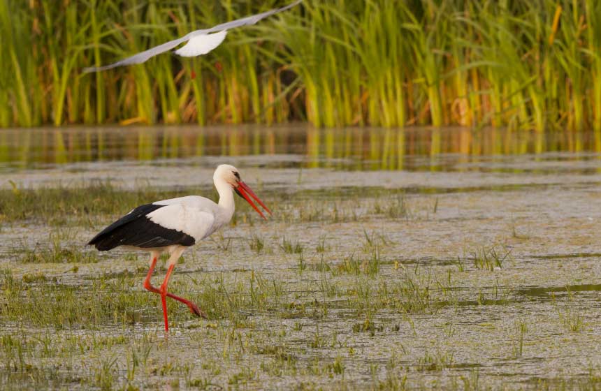 ... and there’s the thrill of seeing unusual wildlife in the Northern France marshlands, such as the stork