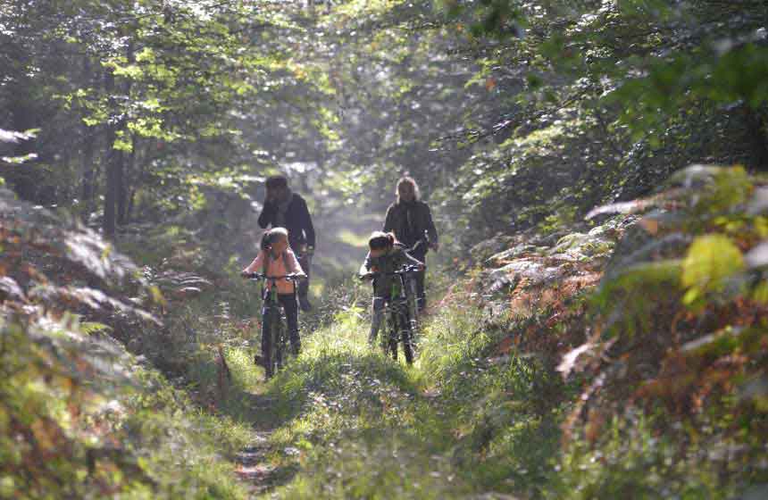 Hire bikes on site and then head out into the forest on a family cycling adventure