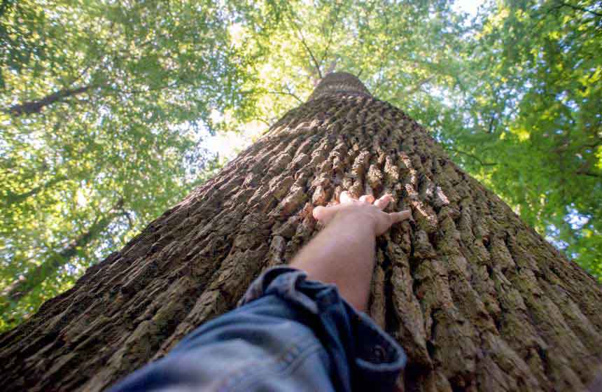 Get away from it all in the Desvres forest, a hidden gem near Boulogne sur Mer and Le Touquet in Northern France 