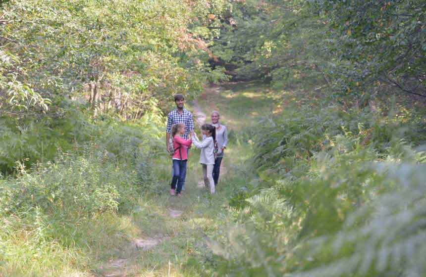 Forest walks near your accommodation are a great walk to spend quality family time