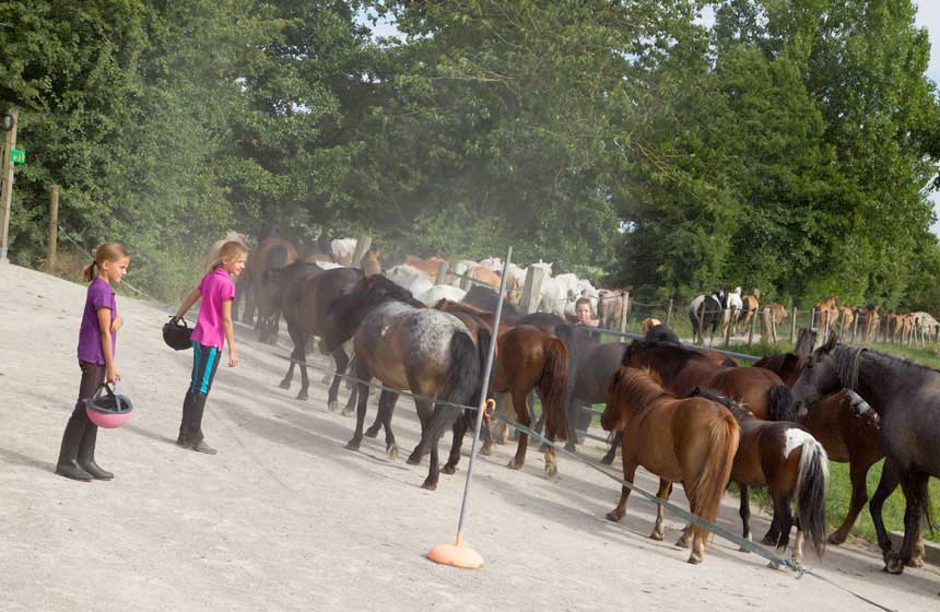 Domaine du Lieu Dieu is home to around 80 happy horses and ponies!
