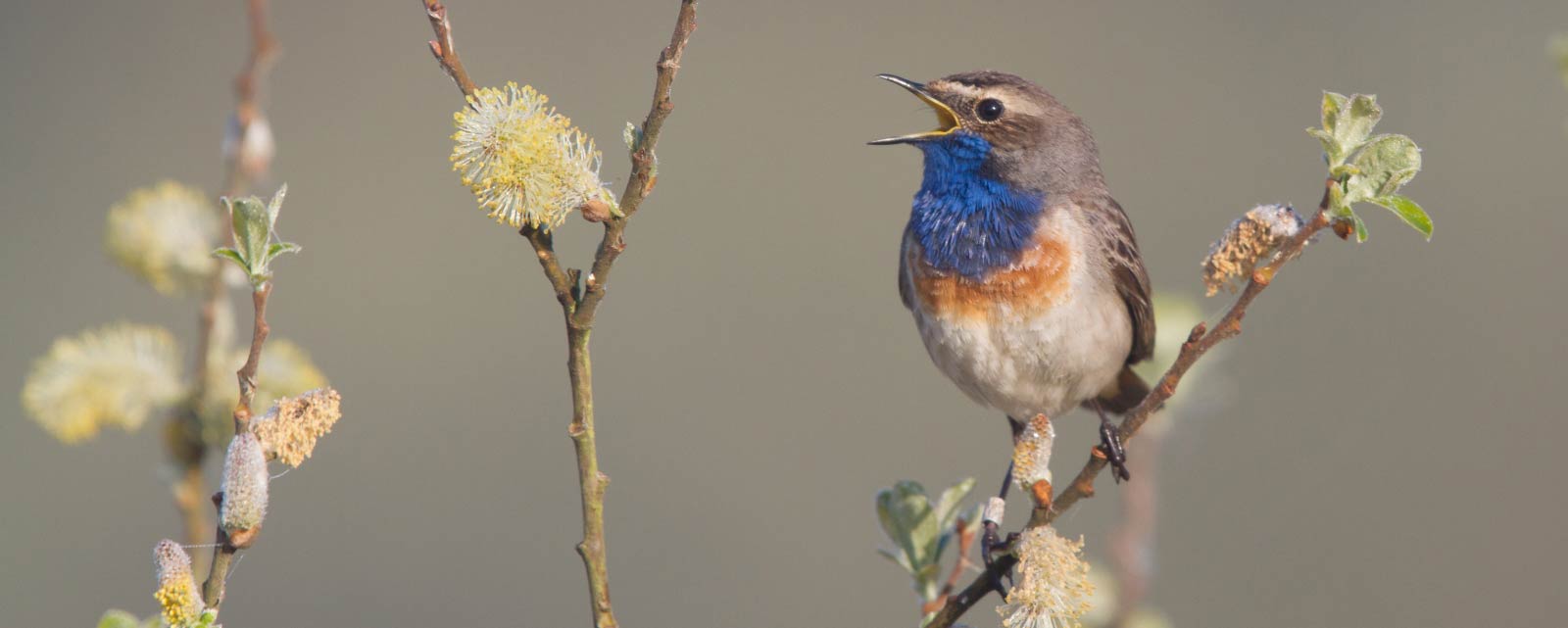 Bluethroat at the Etangs de Romelaere near St Omer.