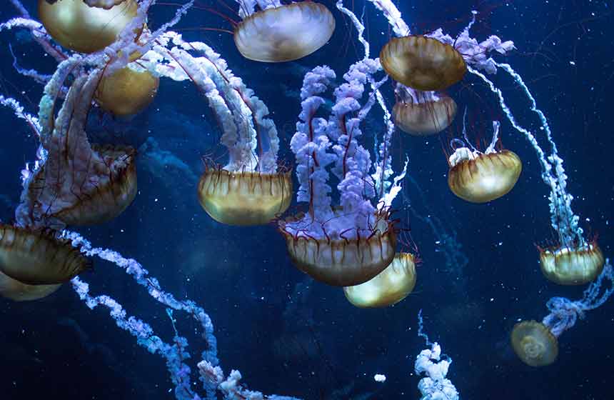 The jellyfish at Nausicaa in Boulogne sur Mer are simply mesmerising!