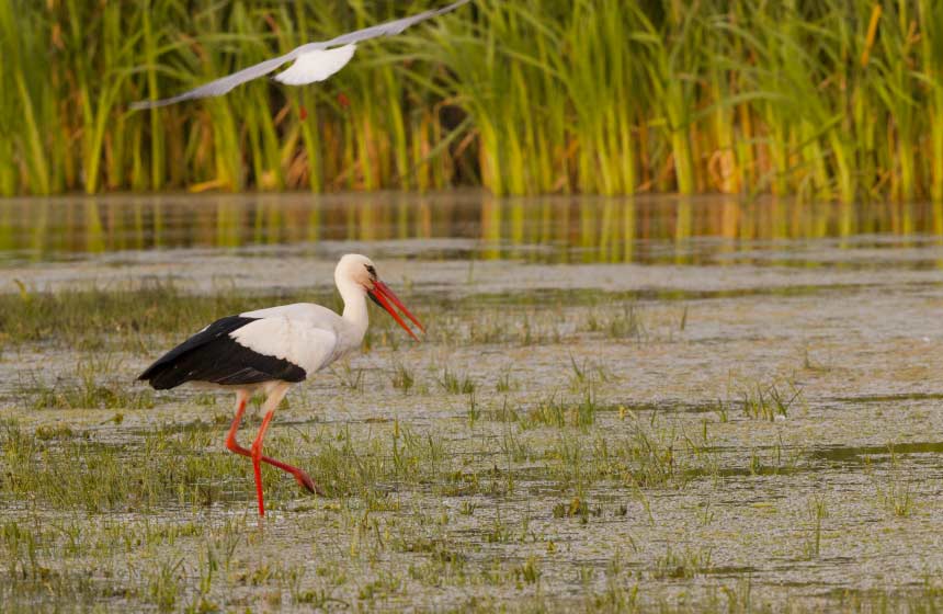 Storks, avocets, egrets... 300 bird species inhabit the Parc du Marquenterre