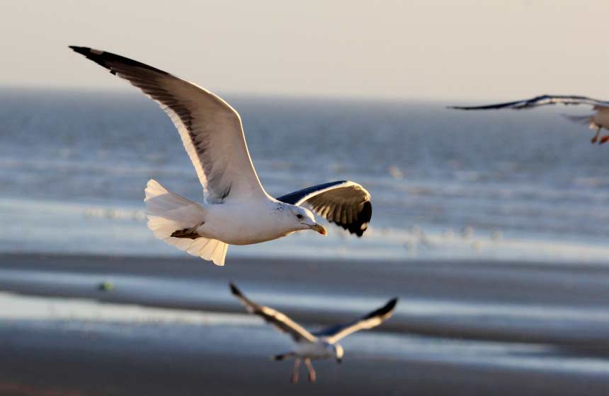 You can't beat Wissant beach for the romance of watching a stunning sunset