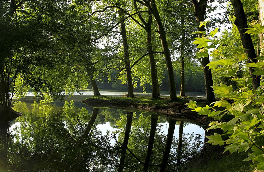 On your stroll around the park stop to admire the stunning age-old trees