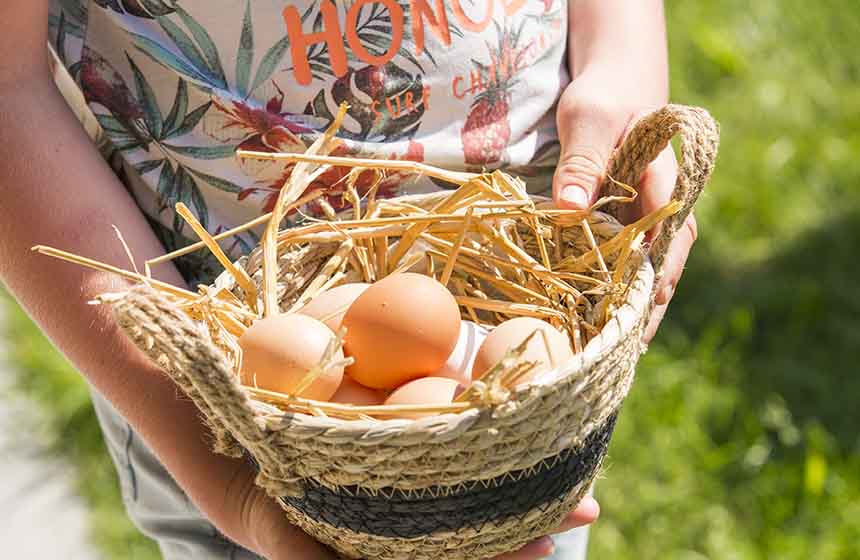 The kids will simply love collecting eggs for breakfast at Manoir de la Cour