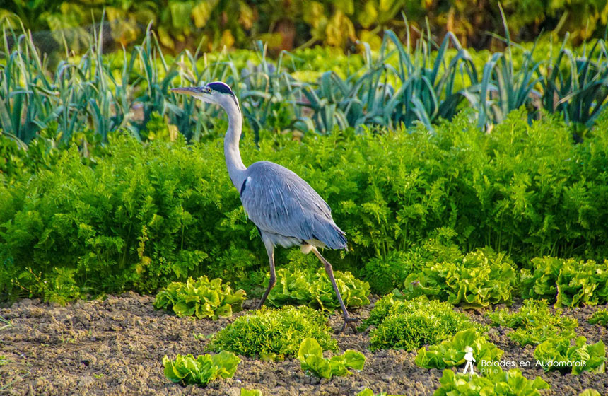 A grey heron in the Marais Audomarois