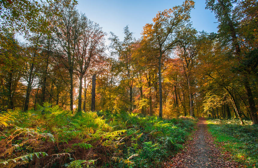 Wrap yourself in nature at Hesdin forest within easy reach of the B&B