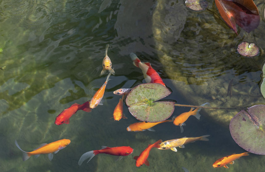 Seek out the serene pond in the hotel’s peaceful courtyard