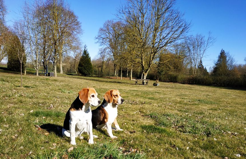 Jappy and Helma, the two adorable beagles who live here