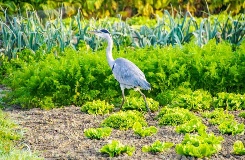 The Marais-Audomarois marshes around Saint-Omer are famous for market gardens and abundant vegetables. You might spot the odd bit of wildlife too!