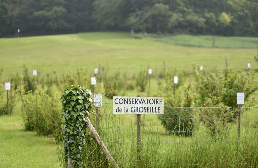 The owner’s family business ‒ just next door ‒ is making local specialities from redcurrants