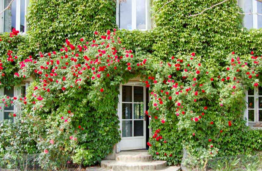 Spring roses embellish the Chateau's doors and windows