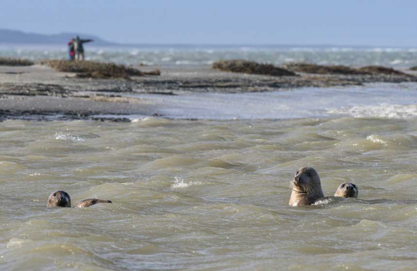 Seal watching in the magnificent Somme bay