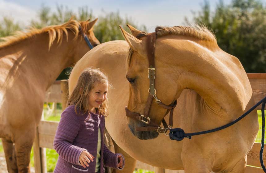 The Somme bay in Northern France is home to the famous Henson breed of horse. Meet them at Saint-Quentin-en-Tourmont