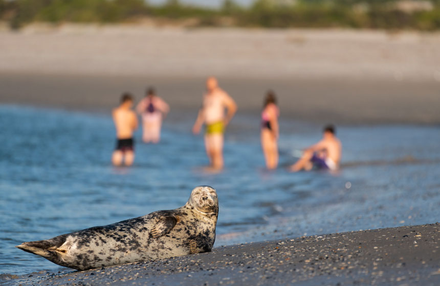 Somme Bay seals. Hotel Le Cap Hornu, Northern France