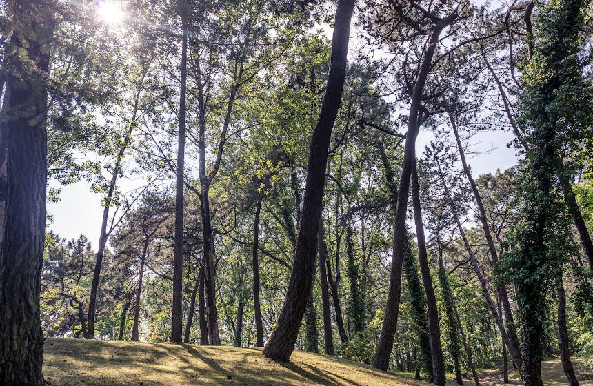 The pine tree forest in Le Touquet, Northern France