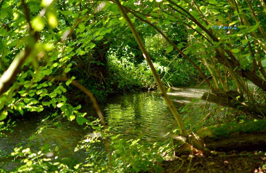 The gentle sound of the river which passes almost at the foot of your gypsy caravan: relaxing!
