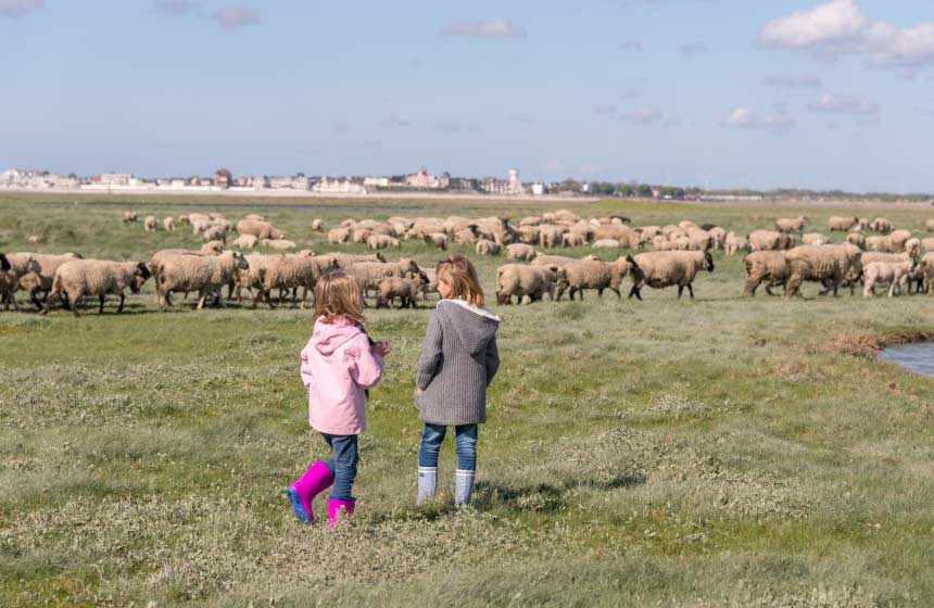 The famous salt-marsh lambs at the heart of the bay. Hotel Le Cap Hornu, Northern France