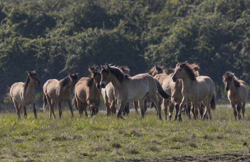 Henson horses in the Marquenterre for riding or carriage rides