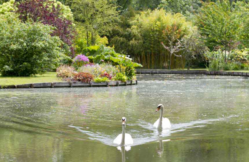 At the heart of the Hortillonnages floating gardens, serene swans inhabit the peaceful waters near your Amiens holiday cottage 