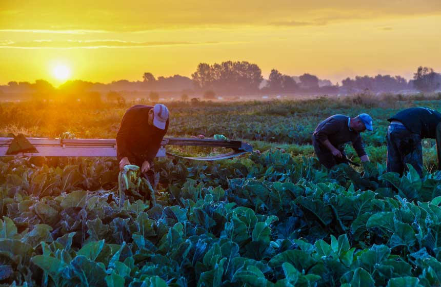 Harvesting cauliflower in the Marais-Audomarois marshes around Saint-Omer in Northern France