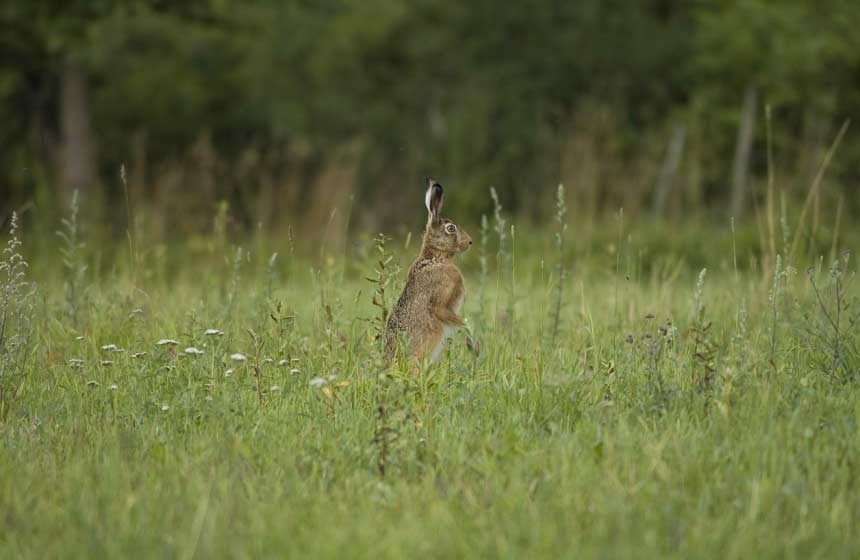 Hare-spotting in the meadow behind Manoir-du-Bolgaro gite in Northern France