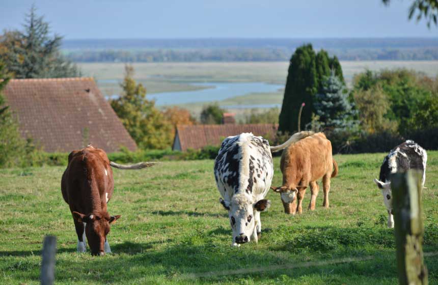 Countryside and cows close to Northern France’s Hotel Le Cap Hornu