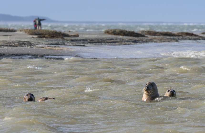 Up-close-and-personal with seals in the Somme Bay, Northern France