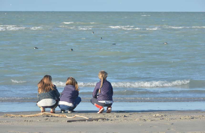 Nosy seals in the Baie de Somme!