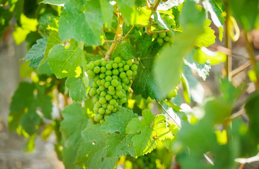 Champagne vineyards abound nearby