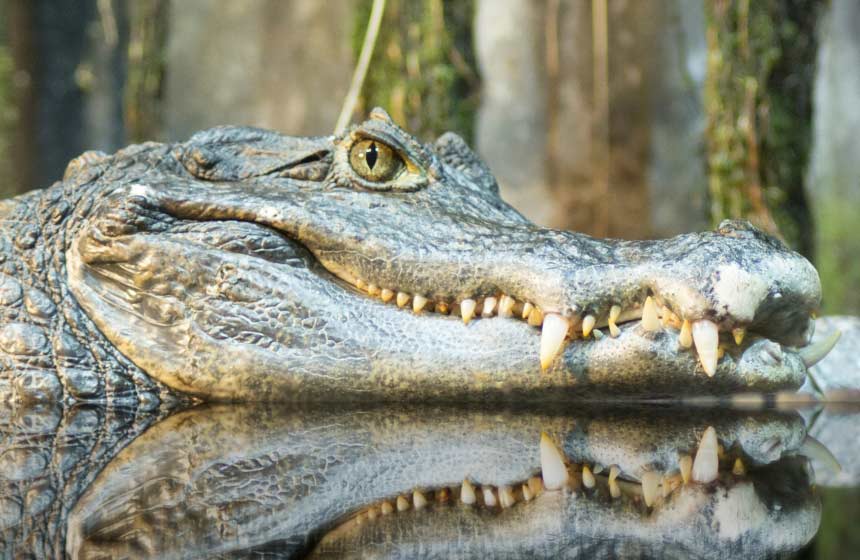 Will you hold your nerve? There's a caiman croc to meet at Nausicaà!