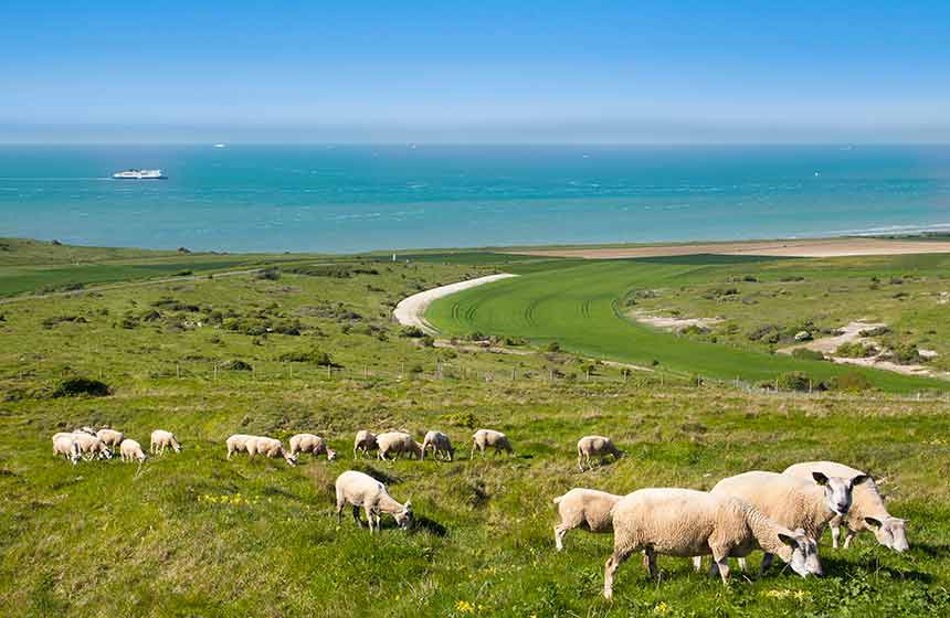Sheep to greet as you go out walking the cliffs at Cap-Blanc-Nez