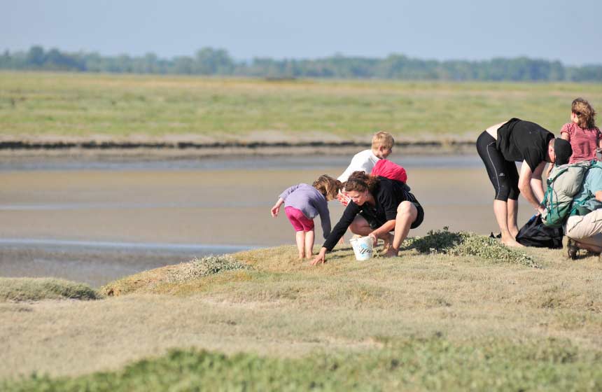 Foraging in the Somme Bay, you’ll find all sorts of creatures and plants