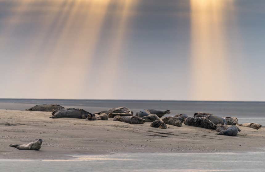 Watch seals in the Baie d’Authie