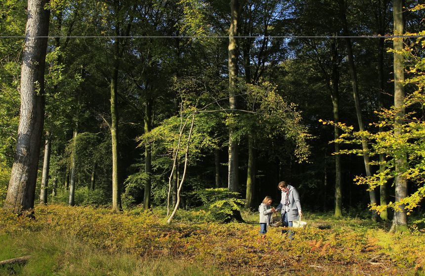 Nothing brings everyone together on a multigenerational holiday quite like a family walk in the forest