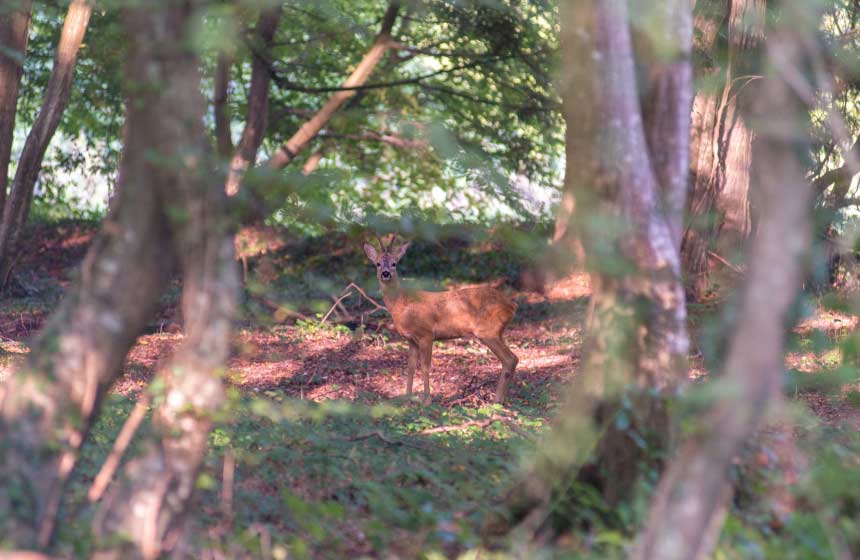 You may be lucky enough to encounter some of the beautiful creatures that inhabit the forest on Manoir-du-Bolgaro’s doorstep